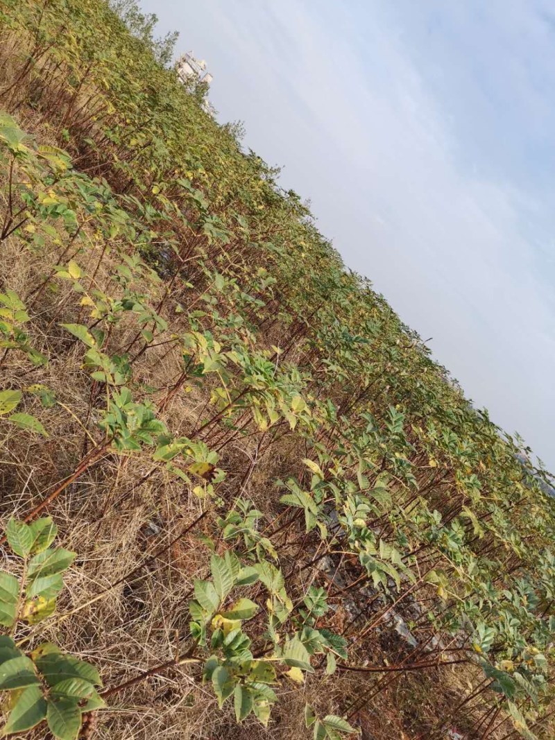 纯正江西中花吴茱萸苗，扦插苗。百万基地批发直供。