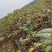 纯正江西中花吴茱萸苗,扦插苗。百万基地批发直供。