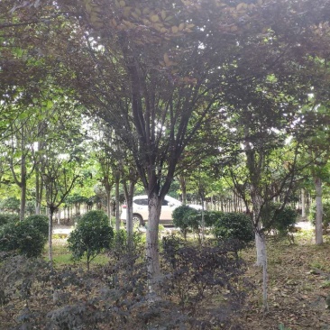 红叶李，绿化工程专用，2到15公分，大量出售！