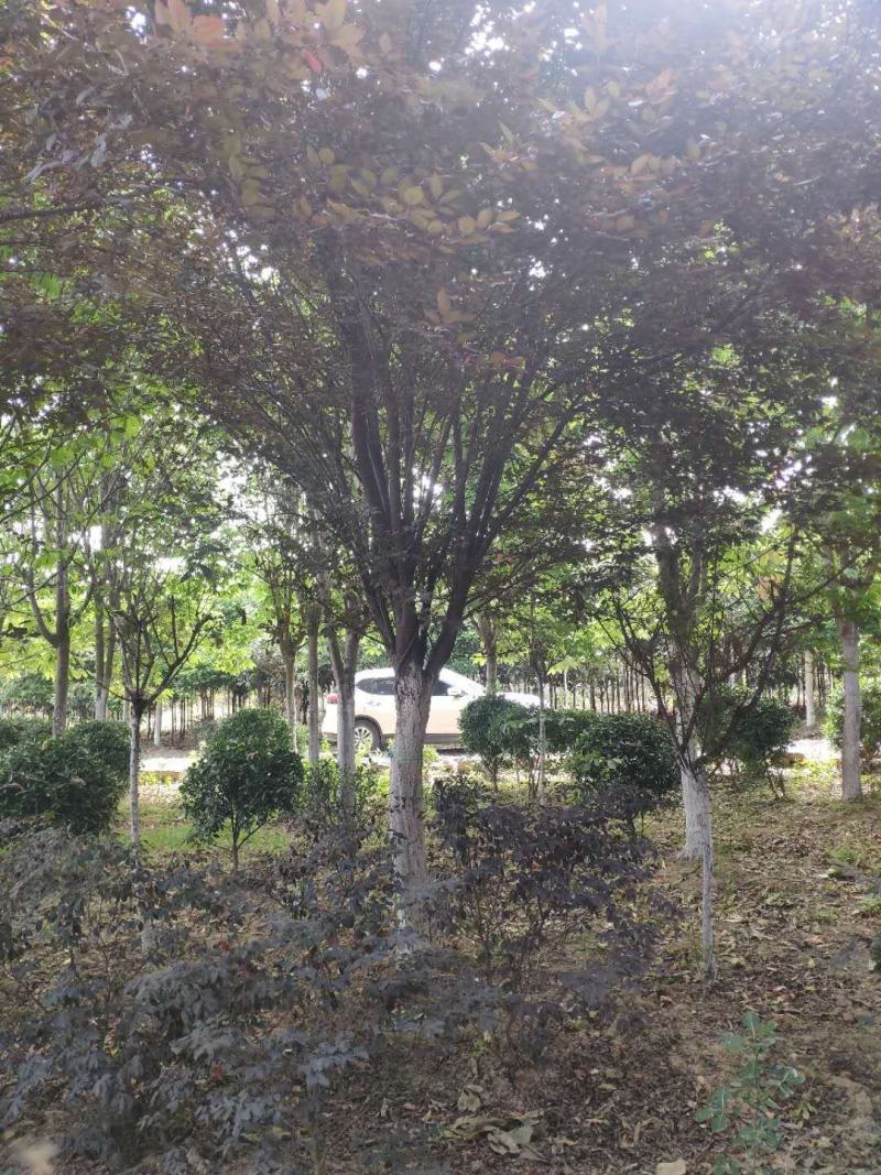 红叶李，绿化工程专用，2到15公分，大量出售！