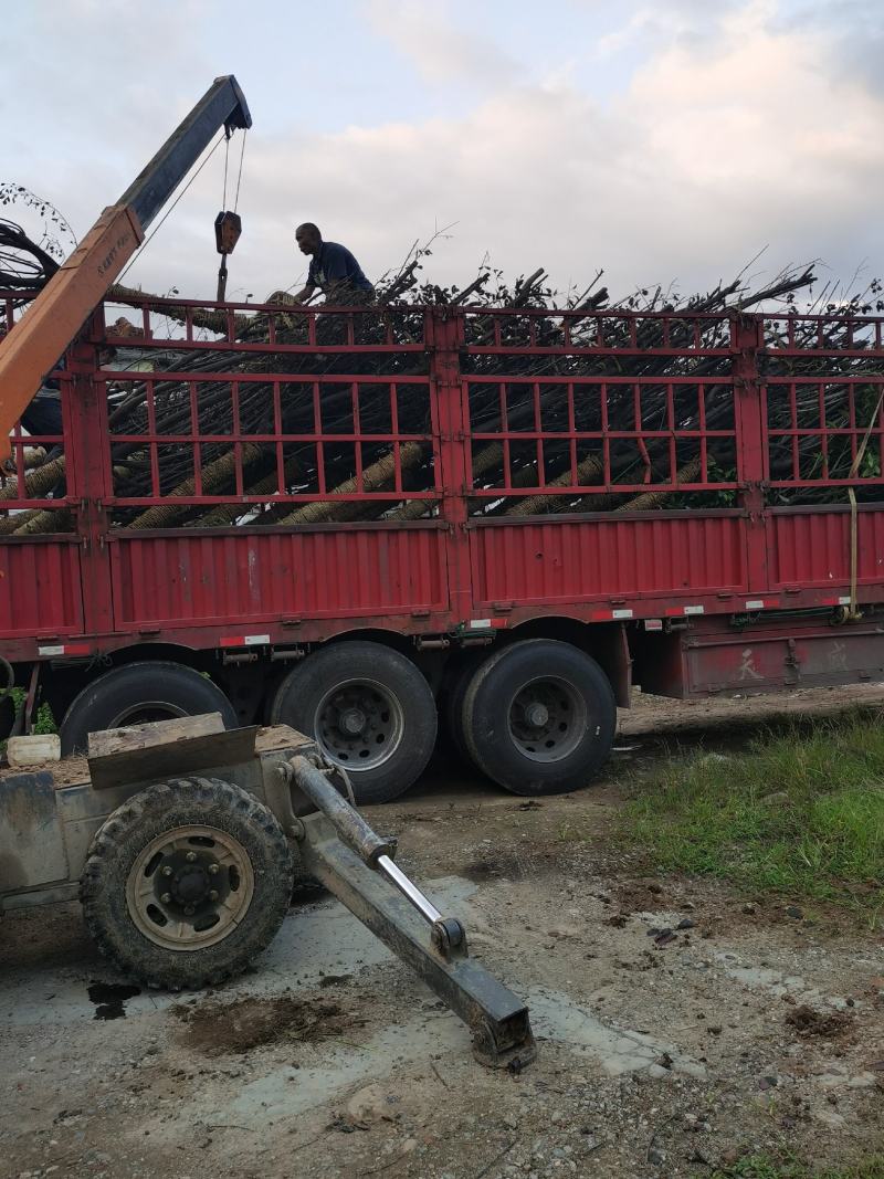 红叶李，绿化工程专用，2到15公分，大量出售！