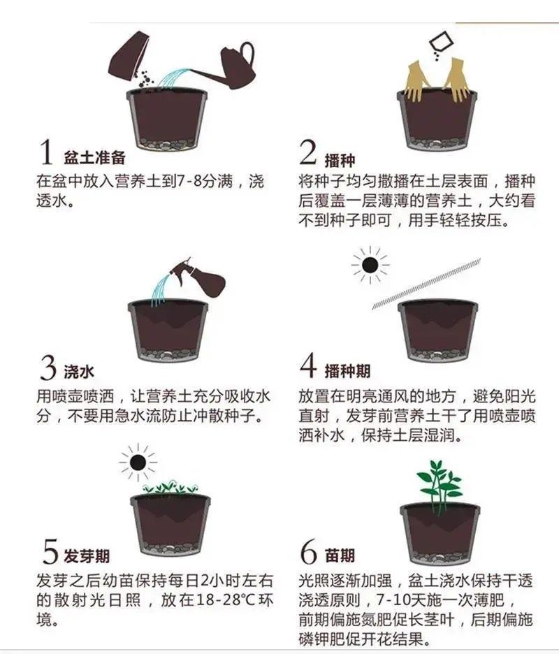 出售林木树种松树种子油松种子侧柏种子洒金柏种子等