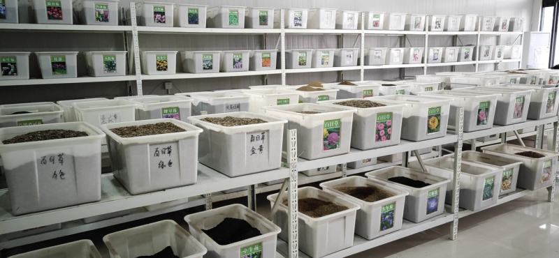 出售林木树种松树种子油松种子侧柏种子洒金柏种子等