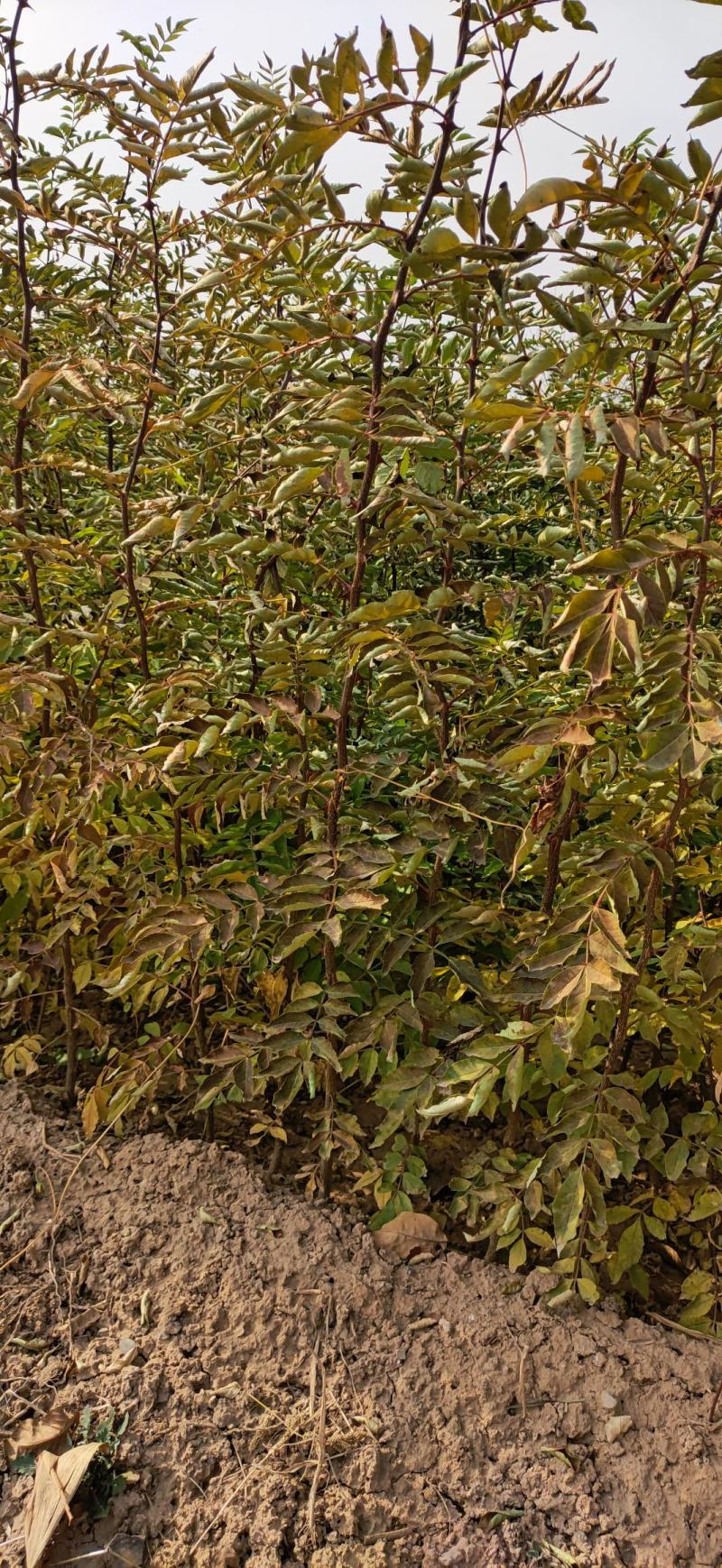 一年生两年生大红袍花椒苗
