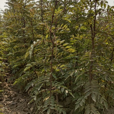 一年生两年生大红袍花椒苗