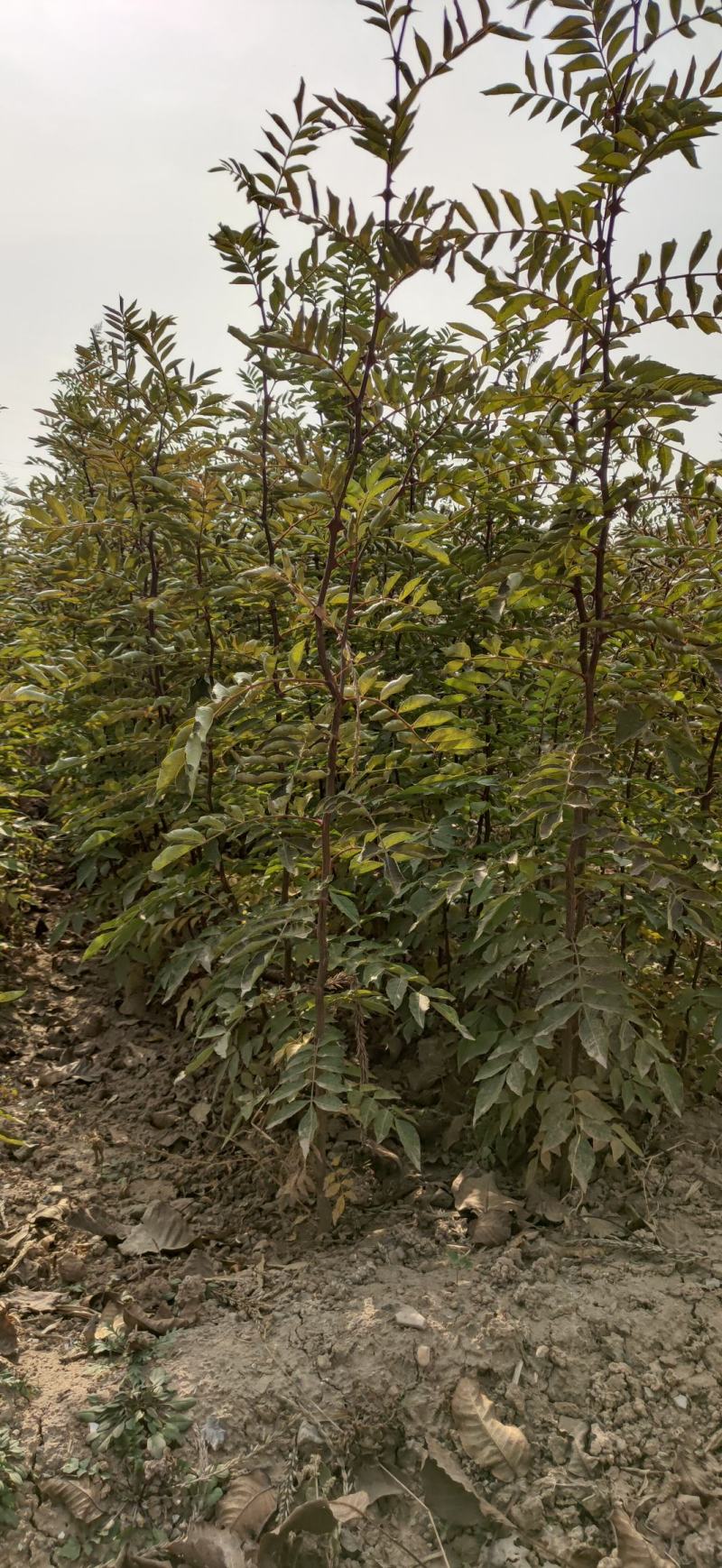 一年生两年生大红袍花椒苗