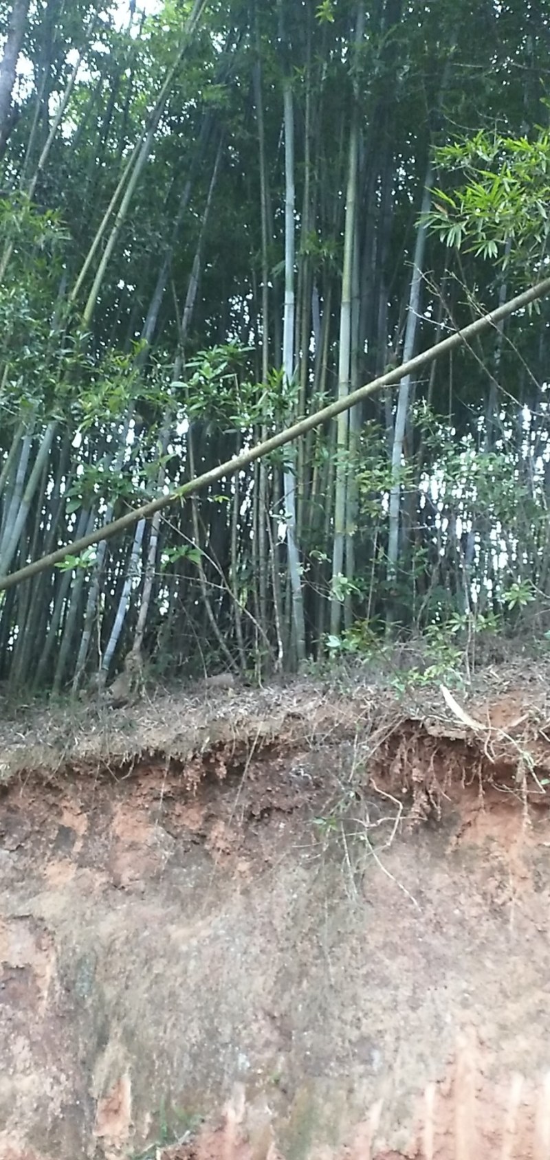 广西灵山粉单竹成高竹，爬山竹，楠竹，长期有货。长期有货