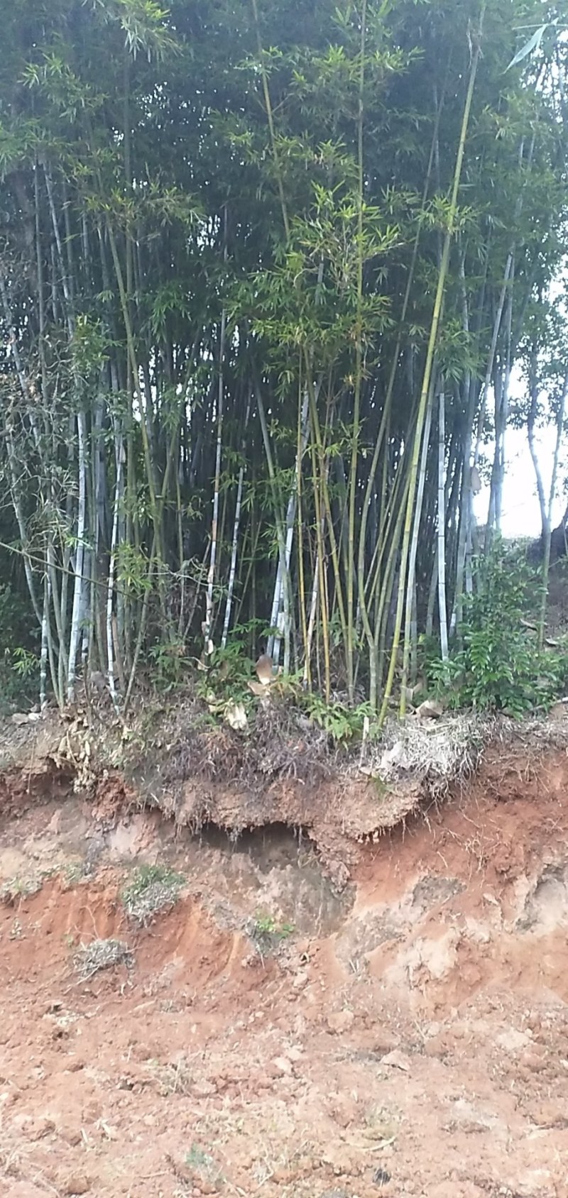 广西灵山粉单竹成高竹，爬山竹，楠竹，长期有货。长期有货