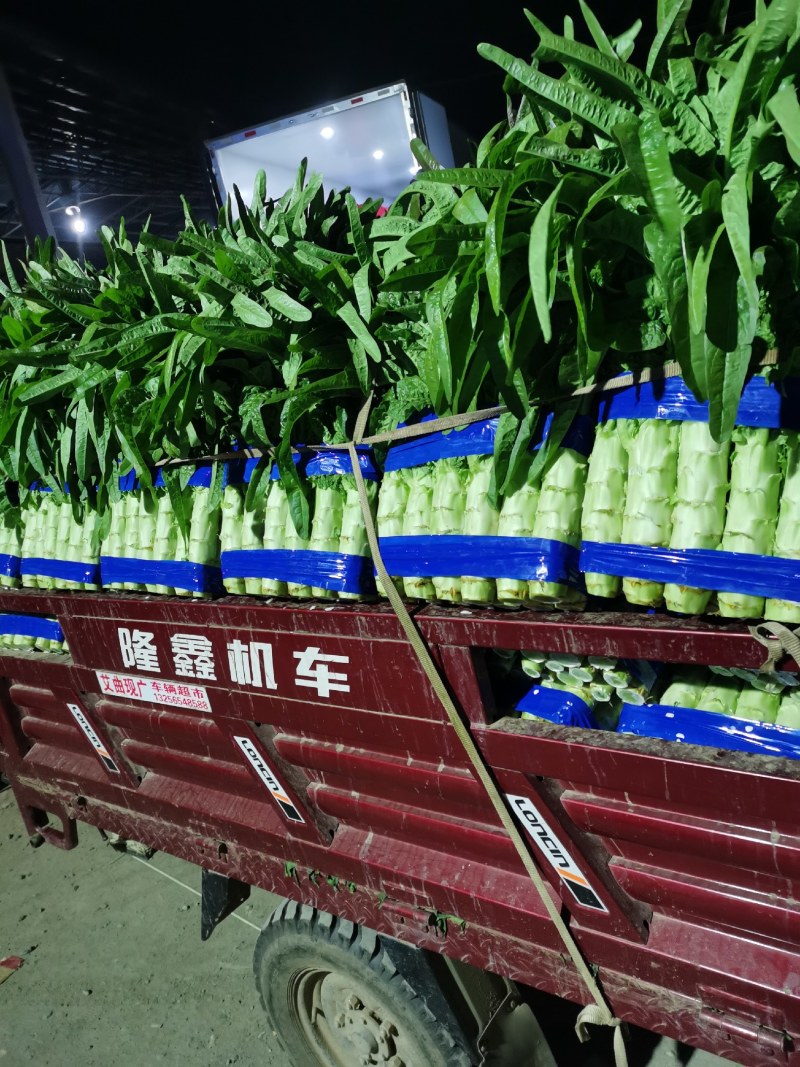 红尖叶香莴笋莴苣，三青窝笋一手货源、质量有保证全国物流