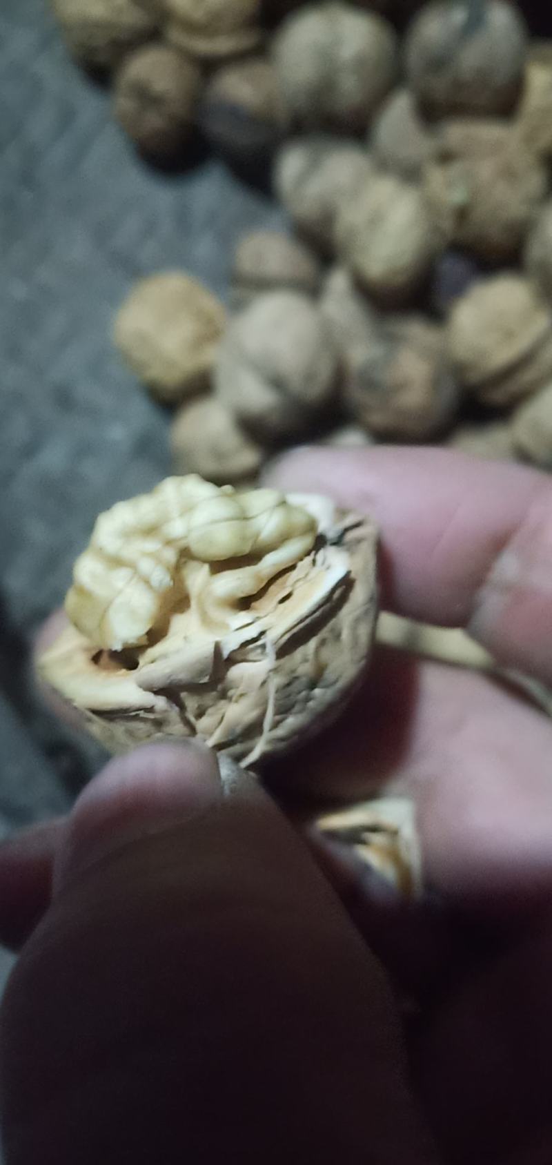 老树核桃今年新换味道鲜美