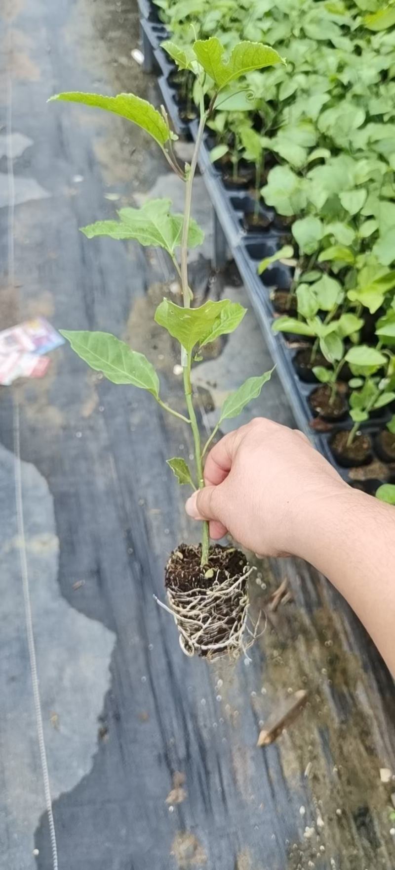 黄金百香果苗，广西百香果苗，黄金芭乐百香果台农百香果苗