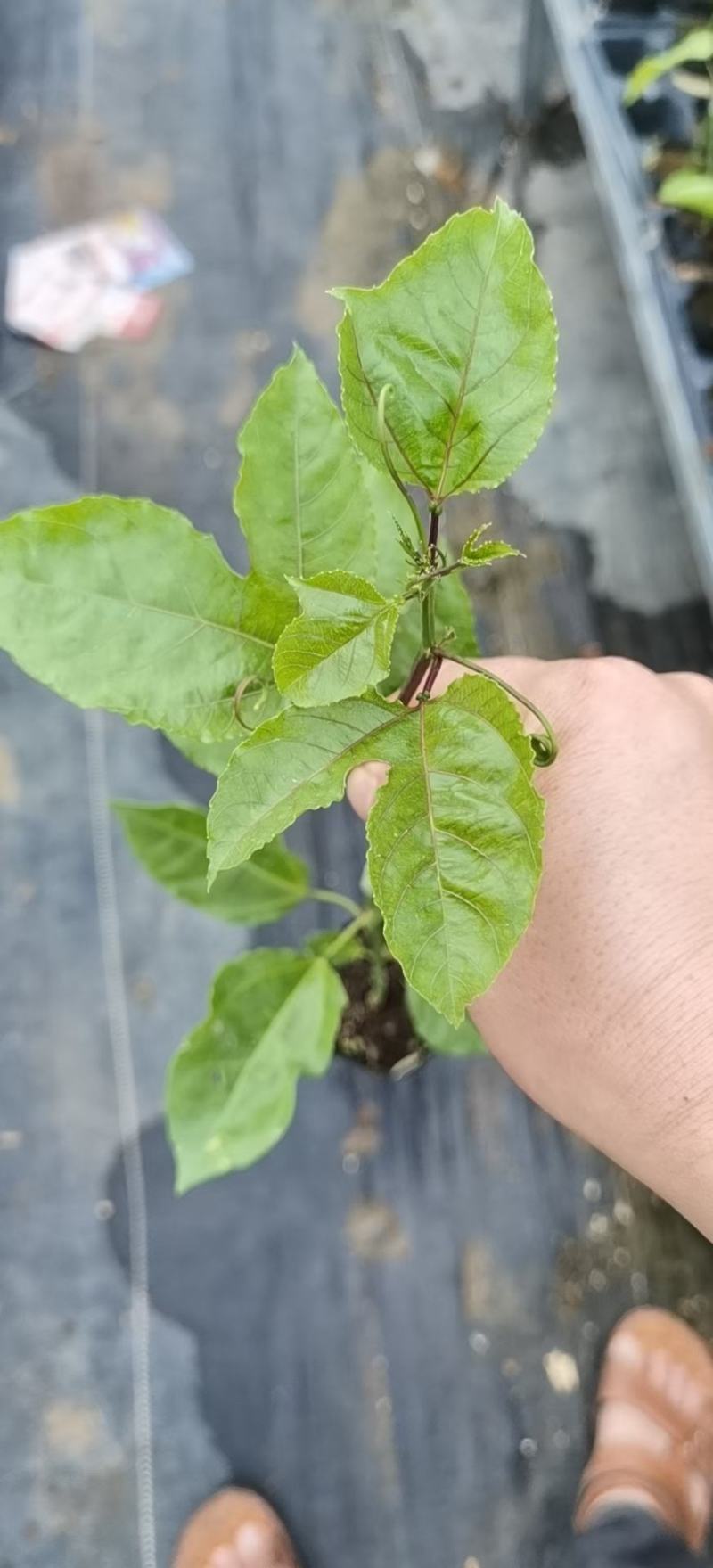 黄金百香果苗，广西百香果苗，黄金芭乐百香果台农百香果苗