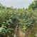 大红袍板栗苗板栗苗，双季结果，果肉香甜南北方可以种植