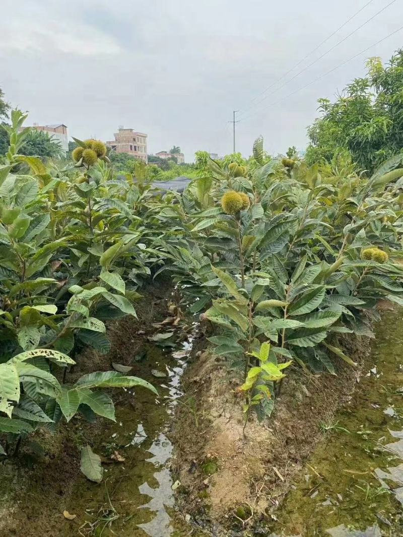 大红袍板栗苗板栗苗，双季结果，果肉香甜南北方可以种植