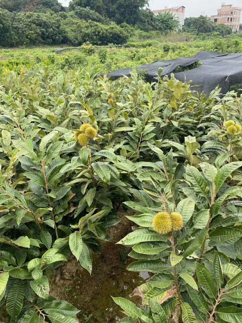 大红袍板栗苗板栗苗，双季结果，果肉香甜南北方可以种植