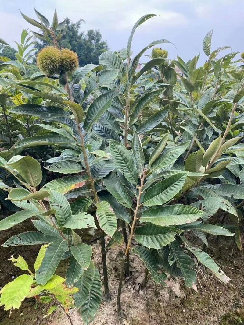 大红袍板栗苗板栗苗，双季结果，果肉香甜南北方可以种植