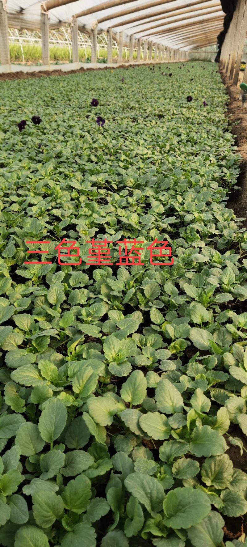 三色堇（颗型大，质量好，苗圃现货，欢迎新老客户致电咨询）