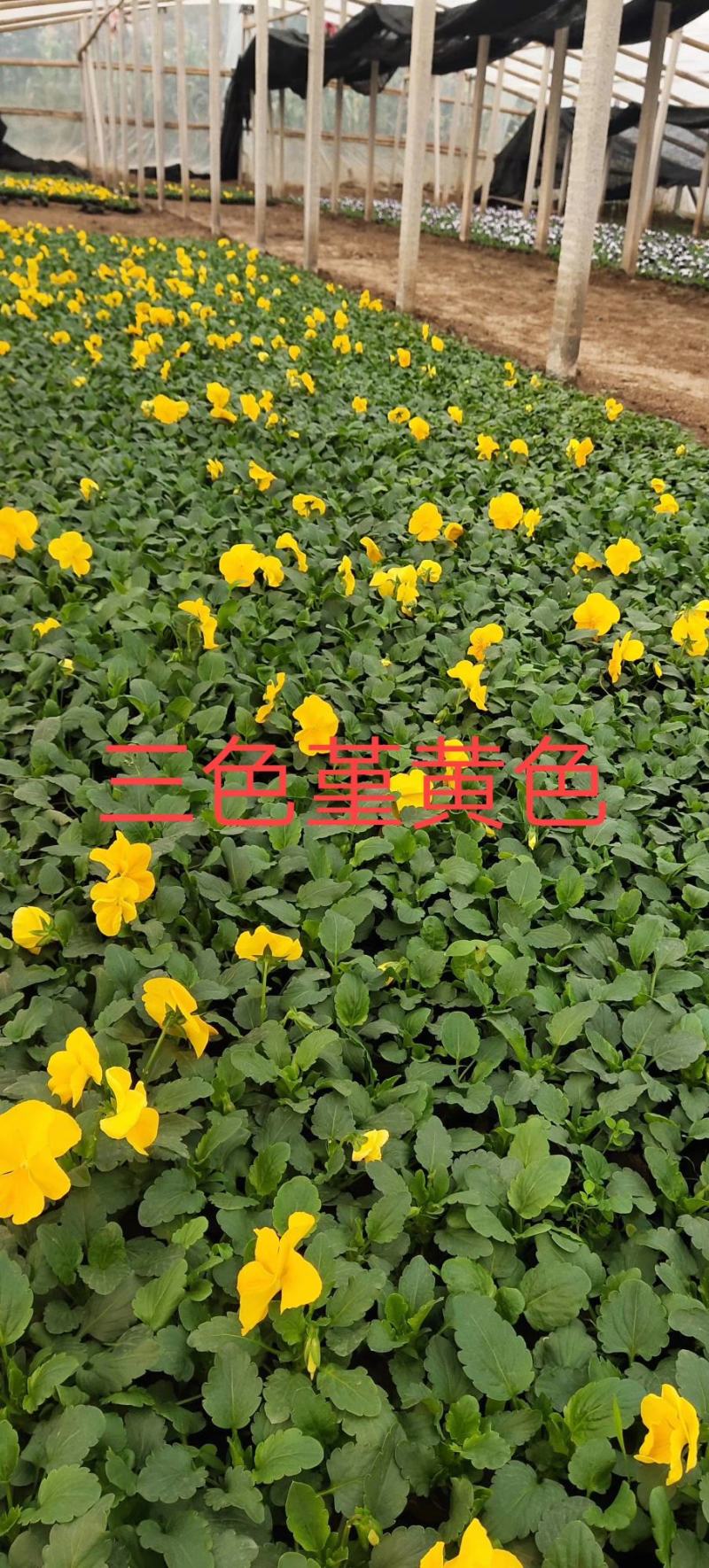 三色堇（颗型大，质量好，苗圃现货，欢迎新老客户致电咨询）