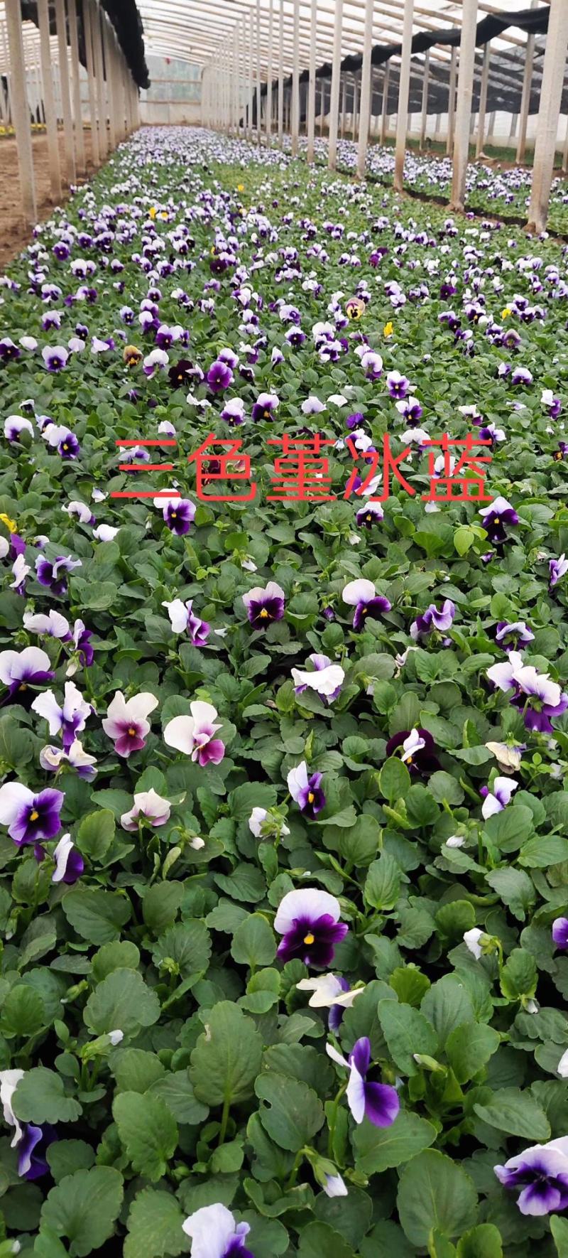 三色堇（颗型大，质量好，苗圃现货，欢迎新老客户致电咨询）