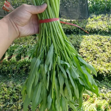 福建精品空心菜蔬菜供应商，全国各地均可发货！