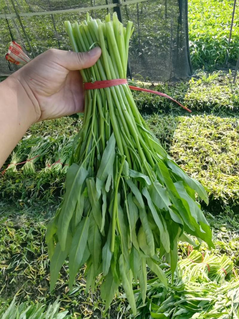 福建精品空心菜蔬菜供应商，全国各地均可发货！