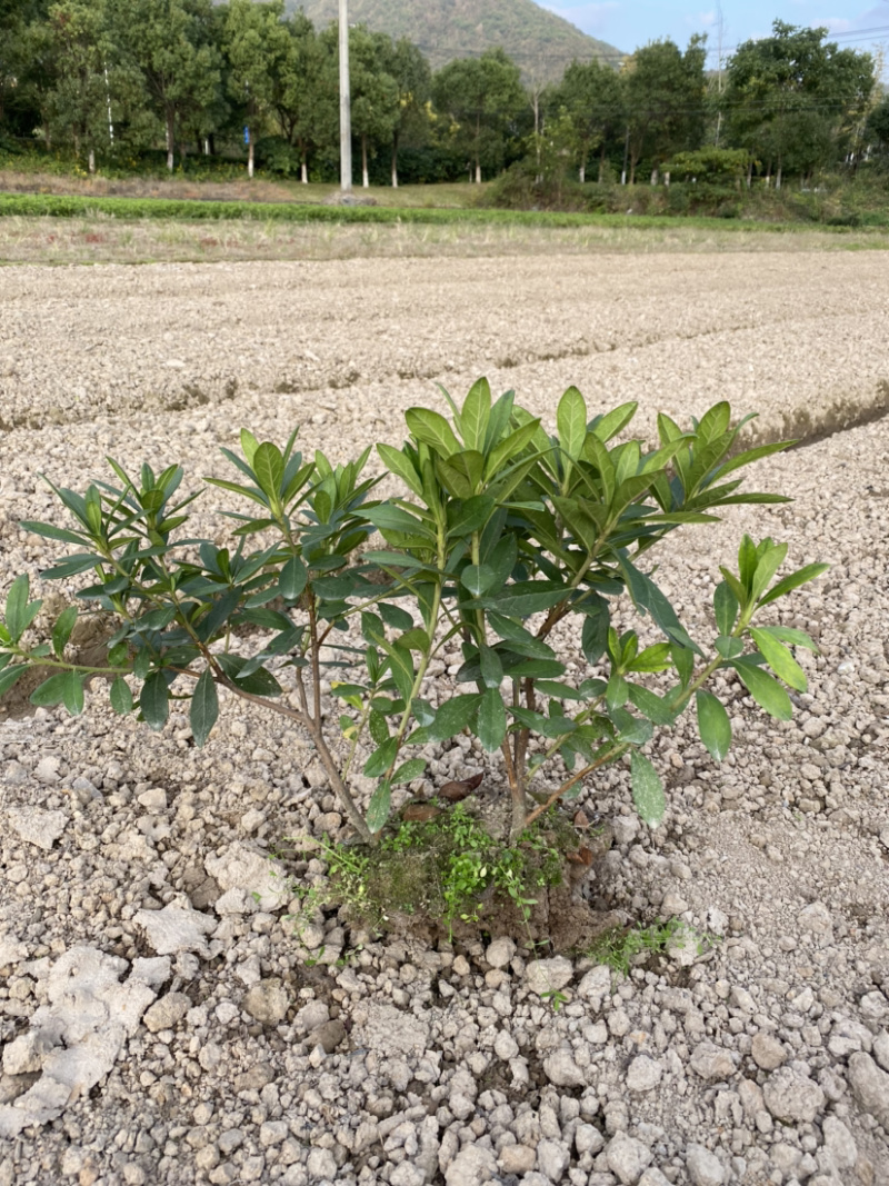 毛鹃夏鹃春鹃现挖现发基地直销毛杜鹃工程色块苗木毛娟夏娟