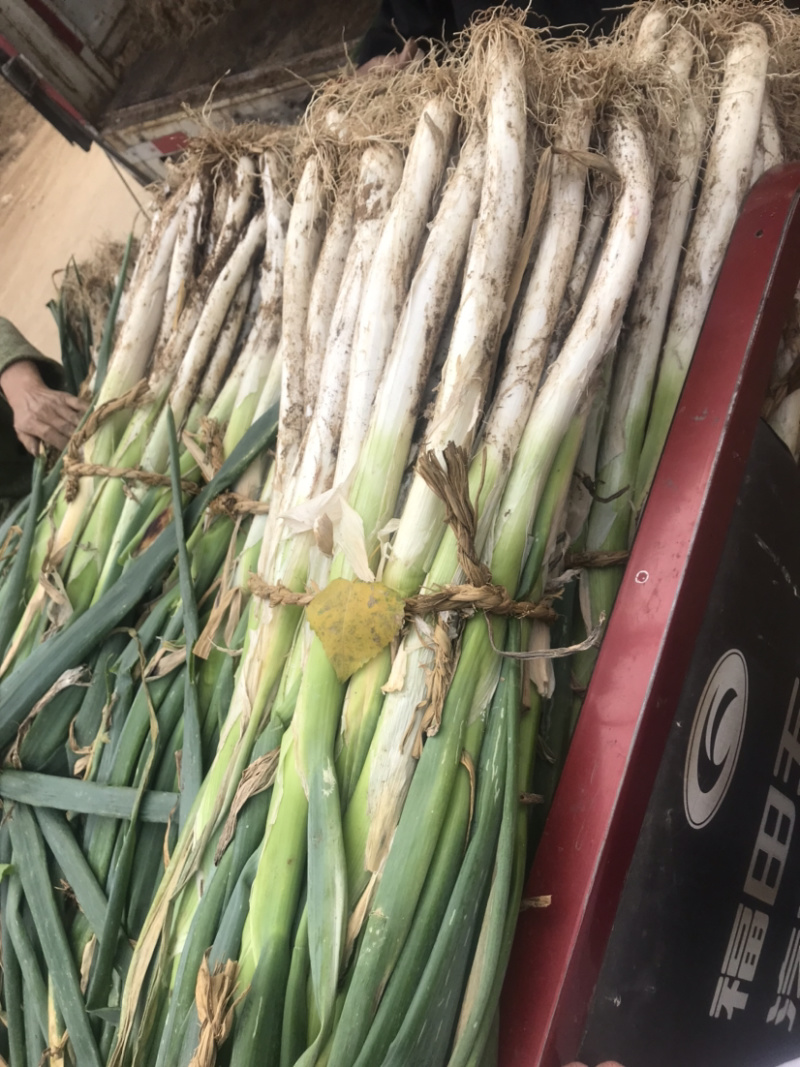 【推荐】长白大葱，葱白40公分左右，粗2-3公分大量上市