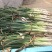 【推荐】长白大葱，葱白40公分左右，粗2-3公分大量上市