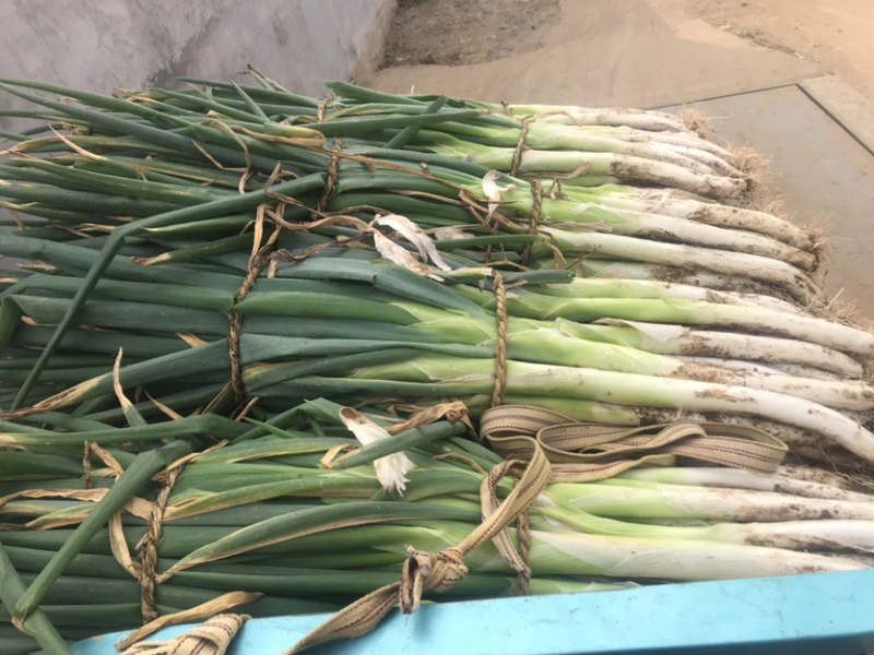 【推荐】长白大葱，葱白40公分左右，粗2-3公分大量上市