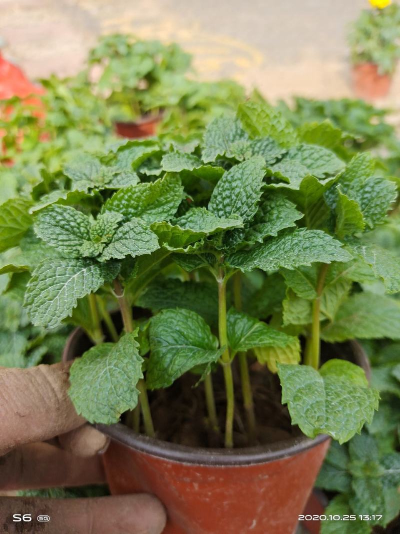 【秋冬食用清热解火】可吃薄荷盆栽薄荷叶驱蚊草植物薄荷苗留