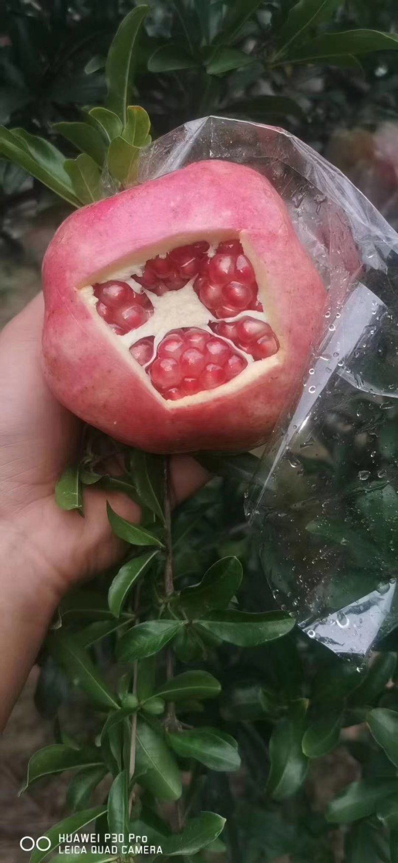 临潼区华清池，甜石榴