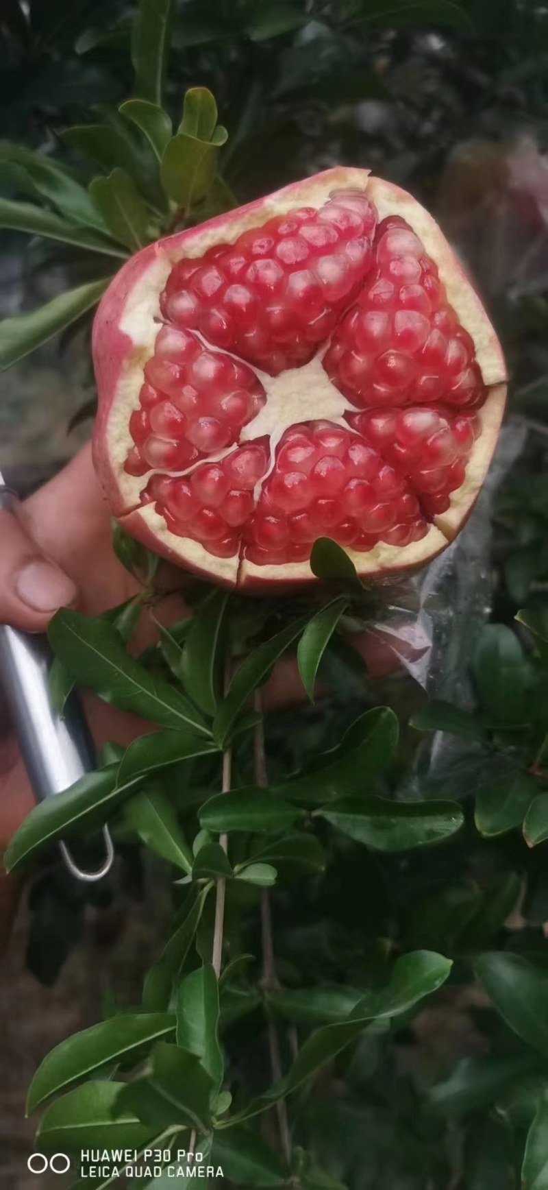 临潼区华清池，甜石榴