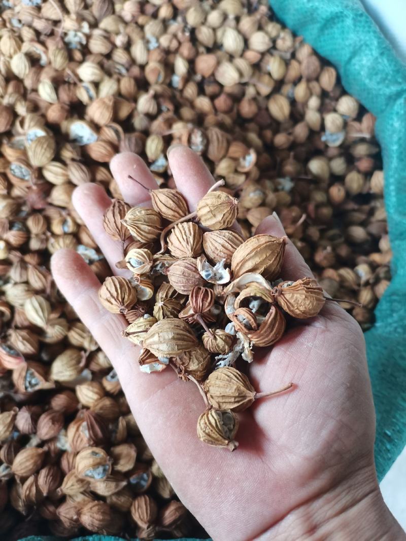 新货贵州香砂精品开口少颜色好炖卤香料火锅底料，批零兼营