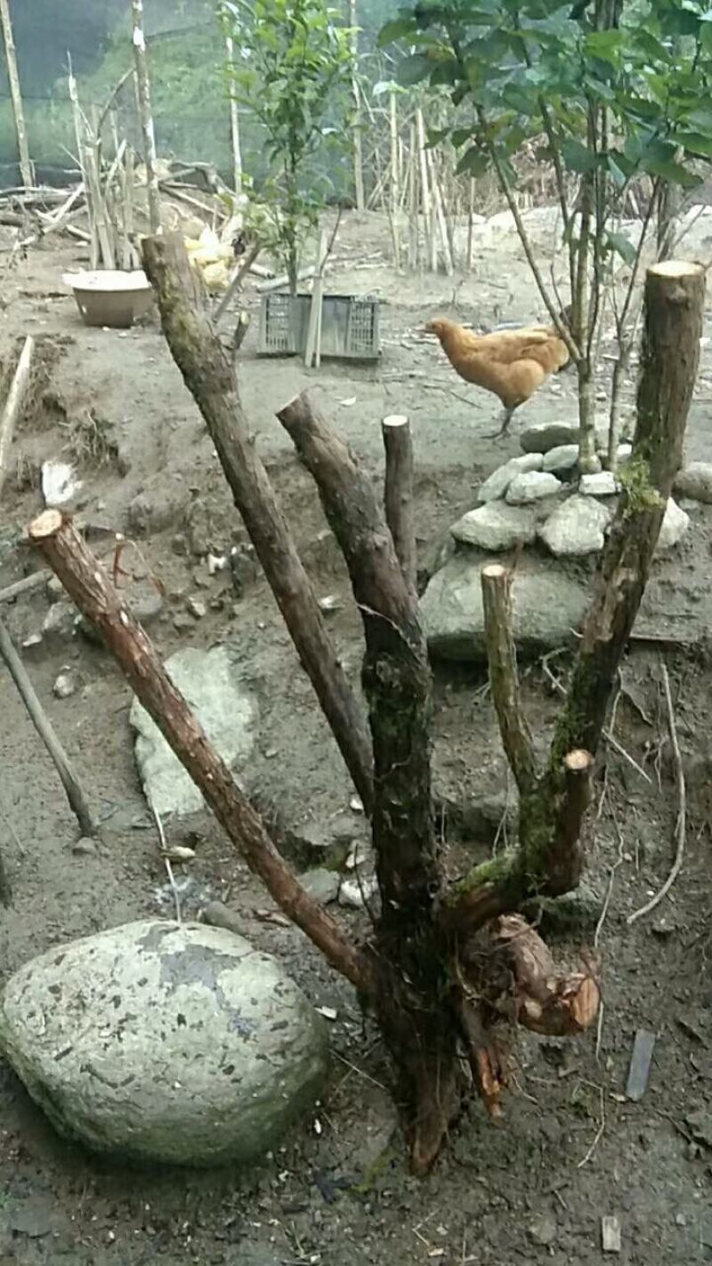野生山木香根批发，零售