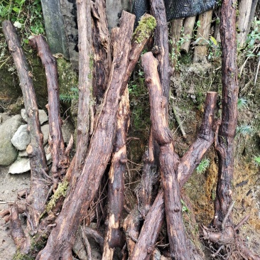 野生山木香根批发，零售