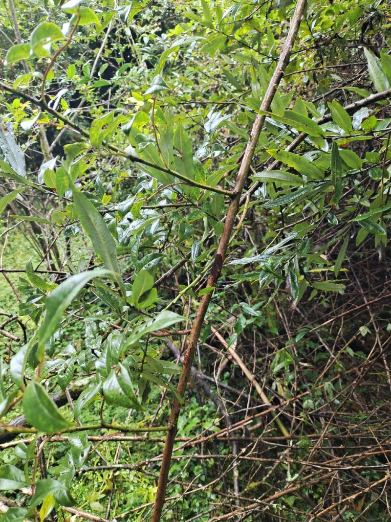 野生山木香根批发，零售