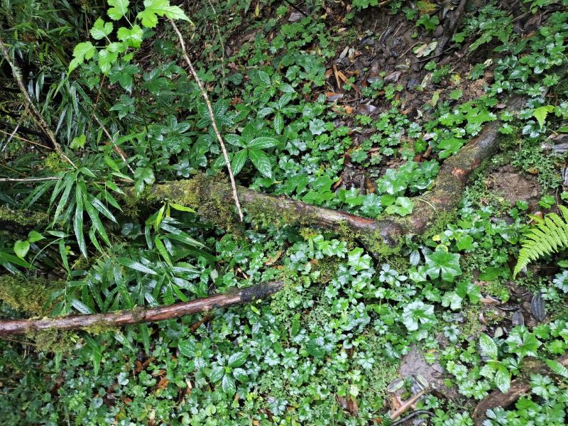 野生山木香根批发，零售