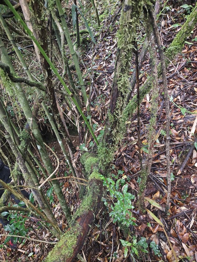 野生山木香根批发，零售