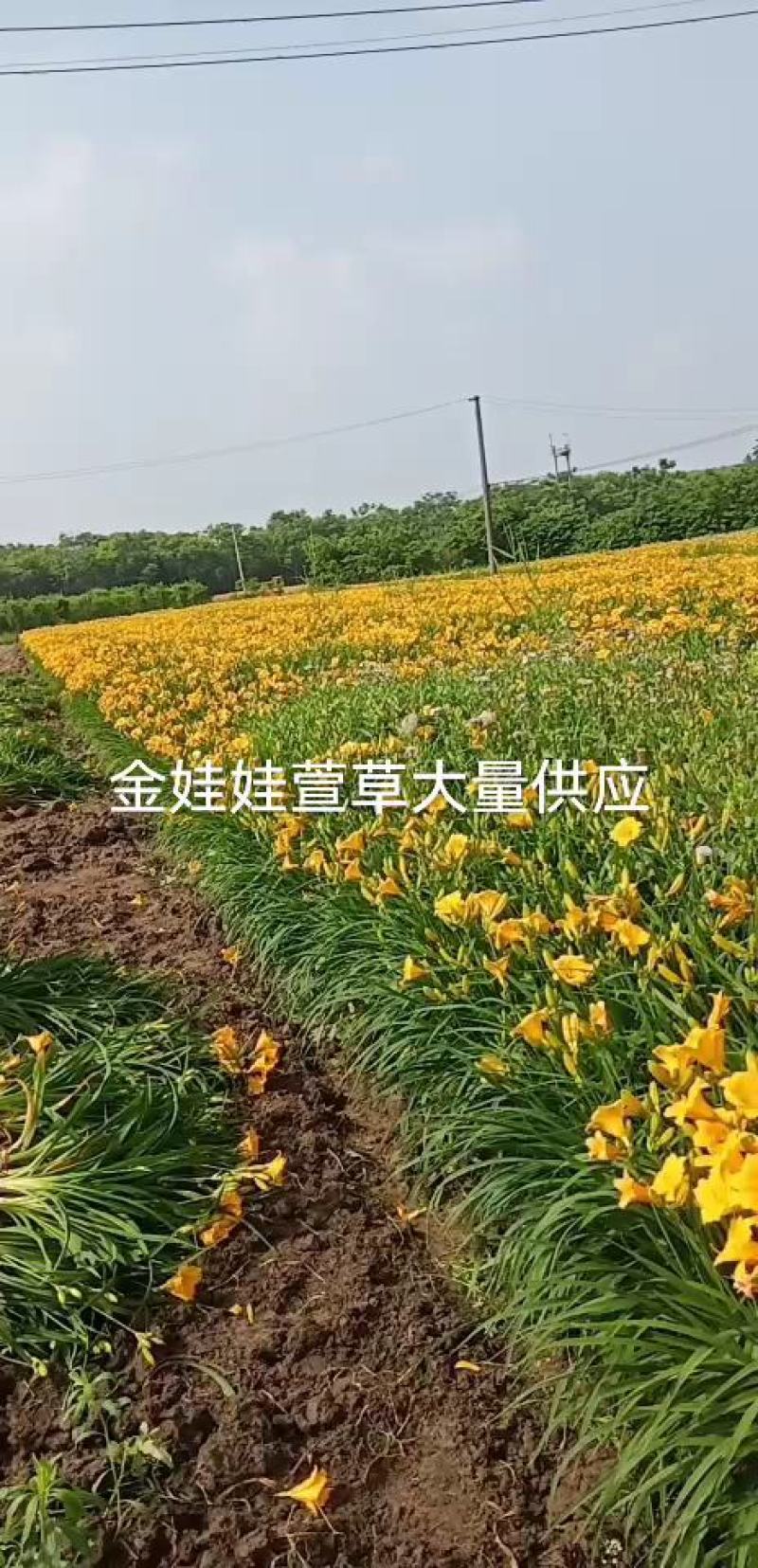 金娃娃萱草，，，，，