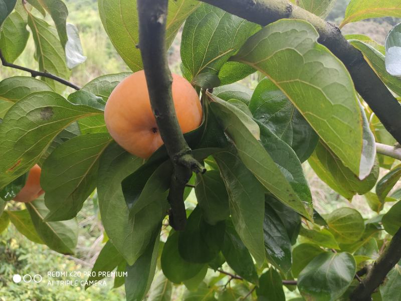 柿饼广西恭城柿饼基地，专业生产批发优质柿饼，欢迎来电