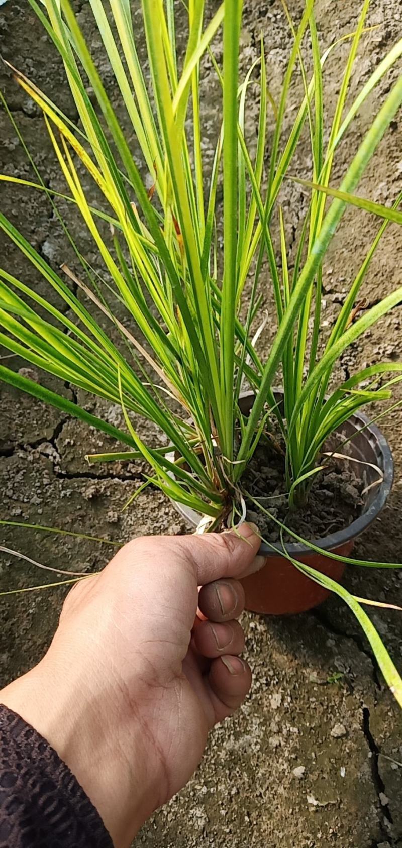 金叶石菖蒲，，，，，