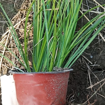 金叶石菖蒲，，，，，