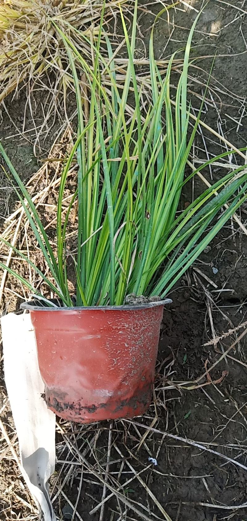 金叶石菖蒲，，，，，