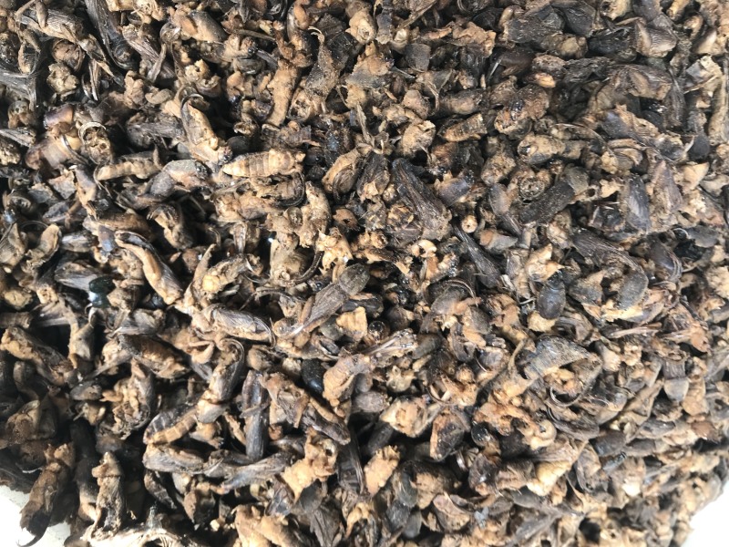 蝼蛄蝼蛄无硫无熏蒸干净无杂质含量报验