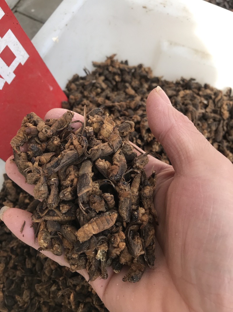 蝼蛄蝼蛄无硫无熏蒸干净无杂质含量报验