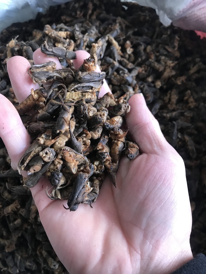 蝼蛄蝼蛄无硫无熏蒸干净无杂质含量报验