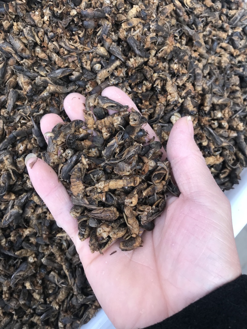 蝼蛄蝼蛄无硫无熏蒸干净无杂质含量报验
