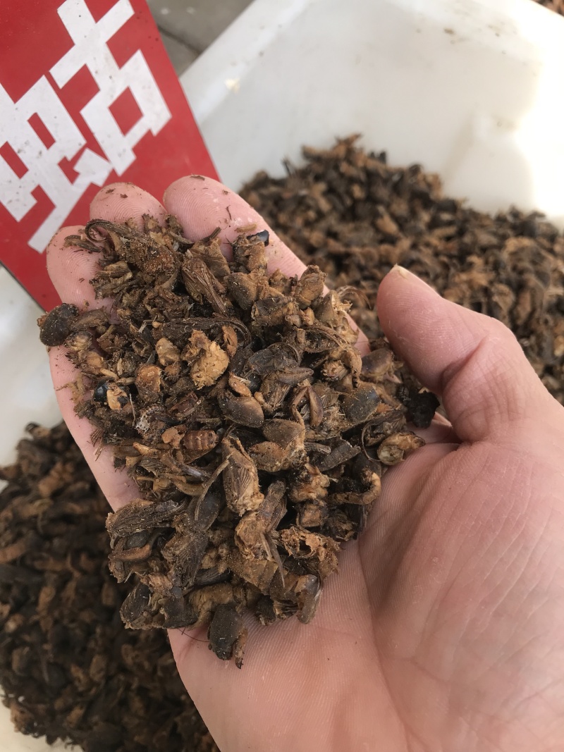 蝼蛄蝼蛄无硫无熏蒸干净无杂质含量报验