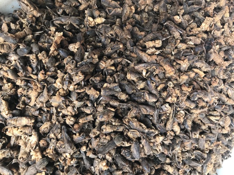 蝼蛄蝼蛄无硫无熏蒸干净无杂质含量报验