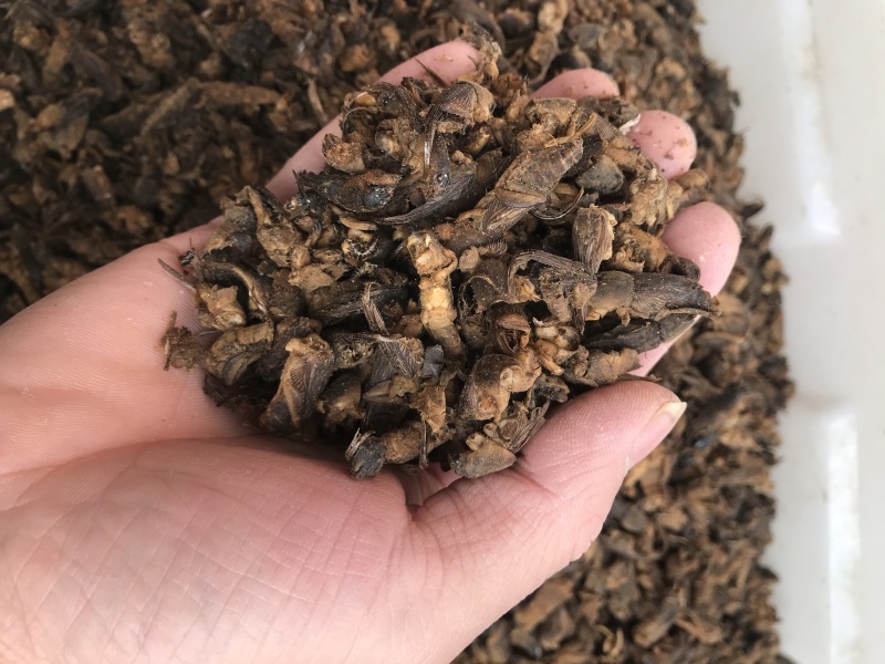 蝼蛄蝼蛄无硫无熏蒸干净无杂质含量报验